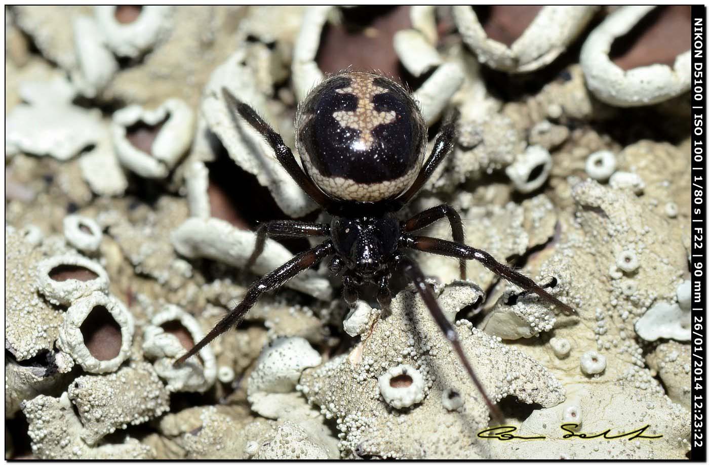 Steatoda paykulliana - Monte Santu Pedru (Alghero, SS)